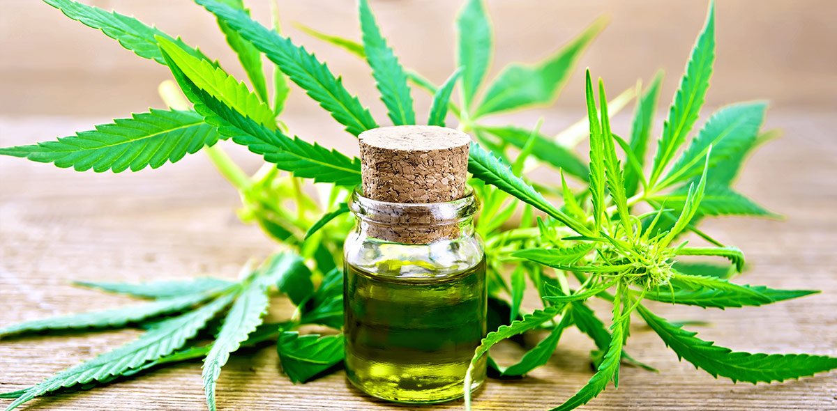 Olio di cannabis legale e terapeutico The Wolf of CBD Olio di cannabis legale e terapeutico The Wolf of CBD